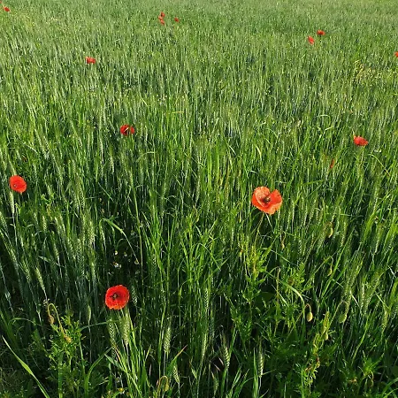 Heco Colmar Nord - Ex Premiere Classe Houssen