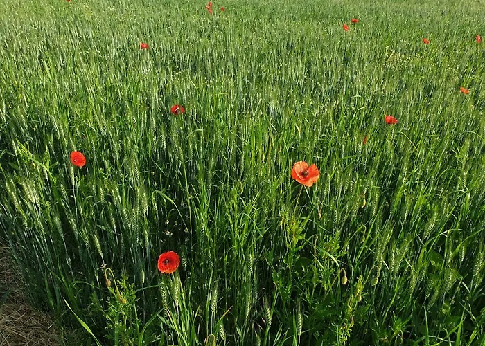 Heco Colmar Nord - Ex Premiere Classe ウーセン